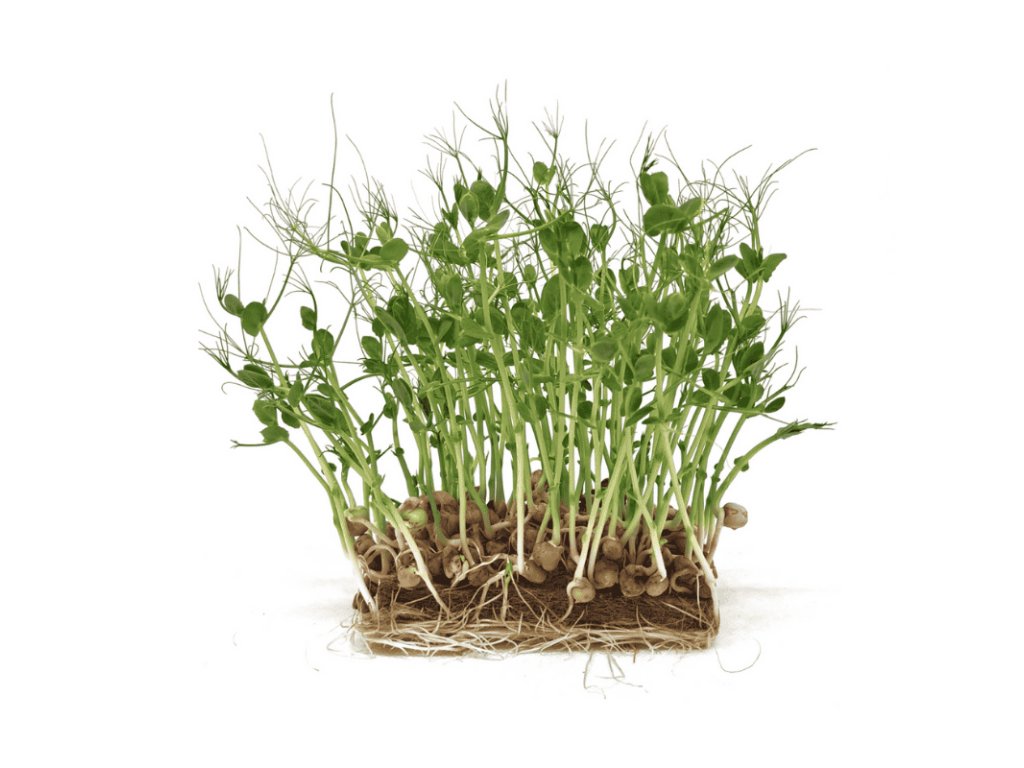 Semínka microgreens